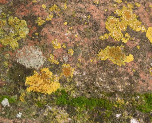 Wol & Co inspiratiebeeld: Geel korstmos / yellow lichen