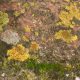 Wol & Co inspiratiebeeld: Geel korstmos / yellow lichen