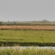 Wol-Co-Hollandse-polder