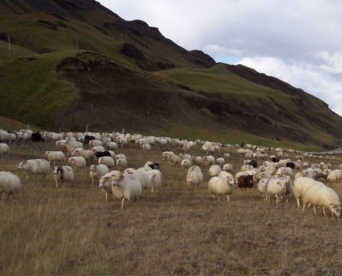 Lopi garens IJslandse-schapen